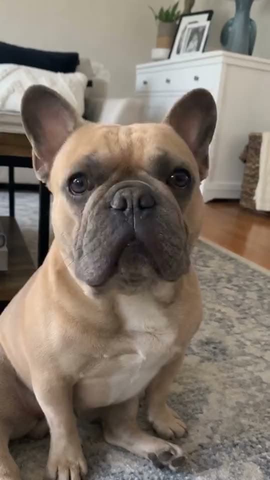 A vertical AI video of a fawn French bulldog sitting on a gray rug in a living room and looking straight into the camera.