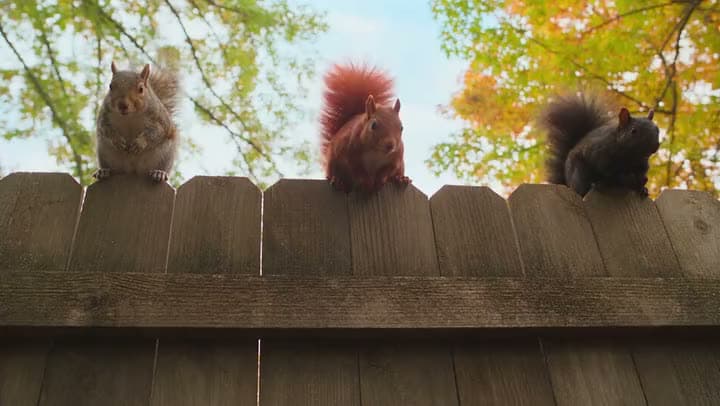 An AI video of three squirrels, one gray, one red and one black, perched in a row on top of a wooden backyard fence.