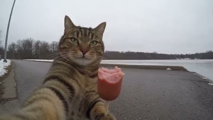 An AI video of a tabby cat holding a selfie camera and a half-eaten ice pop on a path beside a frozen lake.
