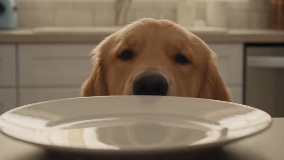 An AI video of a golden retriever peeking over the edge of a kitchen table at an empty white plate.